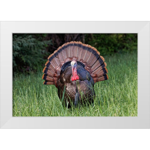 Male wild turkey in full breeding display Great Smoky Mountains-National Park-Tennessee White Modern Wood Framed Art Print by Jones, Adam