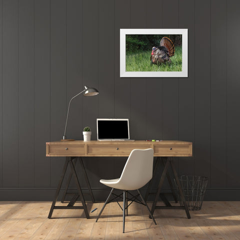 Male wild turkey in full breeding display Great Smoky Mountains-National Park-Tennessee White Modern Wood Framed Art Print by Jones, Adam