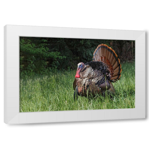Male wild turkey in full breeding display Great Smoky Mountains-National Park-Tennessee White Modern Wood Framed Art Print by Jones, Adam