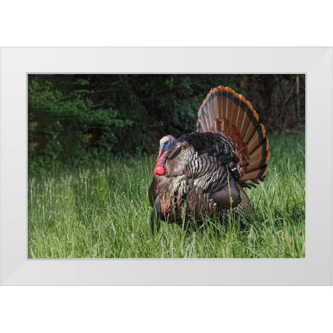 Male wild turkey in full breeding display Great Smoky Mountains-National Park-Tennessee White Modern Wood Framed Art Print by Jones, Adam