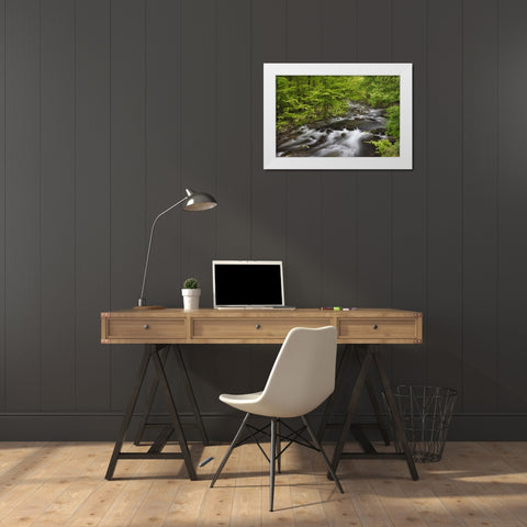 Spring view of forest along Middle Prong of Little Pigeon River-Great Smoky Mountains National Park White Modern Wood Framed Art Print by Jones, Adam
