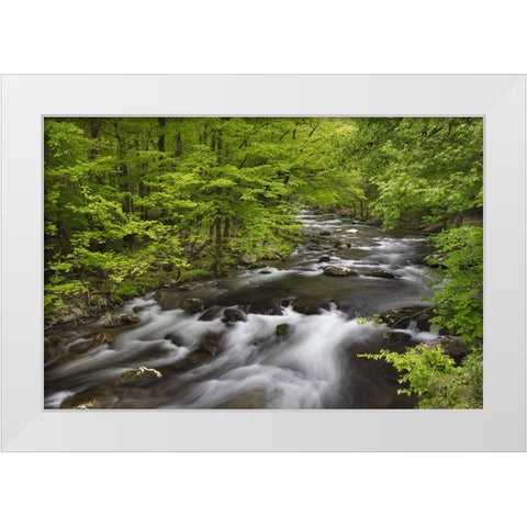 Spring view of forest along Middle Prong of Little Pigeon River-Great Smoky Mountains National Park White Modern Wood Framed Art Print by Jones, Adam
