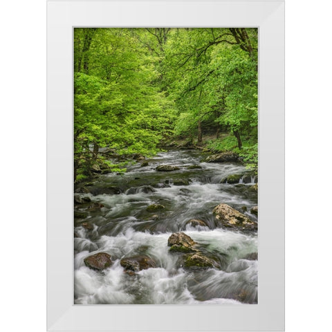 Spring view of forest along Middle Prong of Little Pigeon River-Great Smoky Mountains National Park White Modern Wood Framed Art Print by Jones, Adam