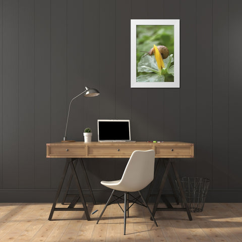 TN, Great Smoky Mts Snail on trillium flower White Modern Wood Framed Art Print by Paulson, Don