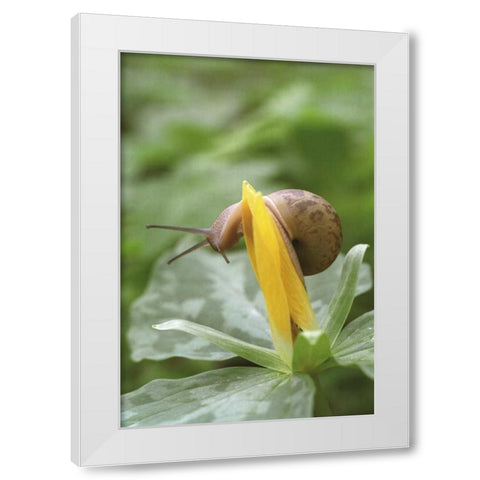 TN, Great Smoky Mts Snail on trillium flower White Modern Wood Framed Art Print by Paulson, Don