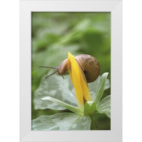 TN, Great Smoky Mts Snail on trillium flower White Modern Wood Framed Art Print by Paulson, Don