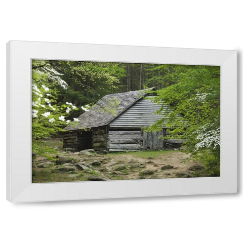 TN, Great Smoky Mts Abandoned log stable White Modern Wood Framed Art Print by Flaherty, Dennis