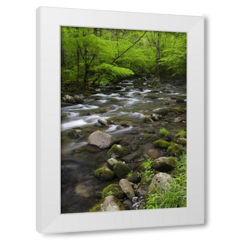 TN, Great Smoky Mts Mountain stream and trees White Modern Wood Framed Art Print by Flaherty, Dennis