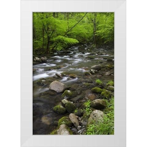 TN, Great Smoky Mts Mountain stream and trees White Modern Wood Framed Art Print by Flaherty, Dennis