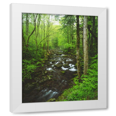 Tennessee, Stream in The Great Smoky Mts White Modern Wood Framed Art Print by Talbot Frank, Christopher