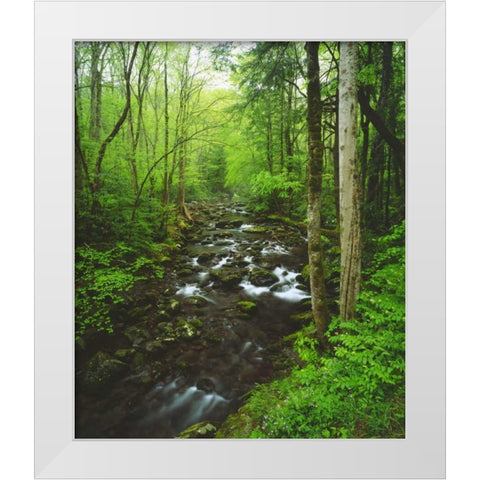Tennessee, Stream in The Great Smoky Mts White Modern Wood Framed Art Print by Talbot Frank, Christopher