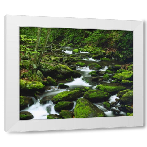 Tennessee, Stream in The Great Smoky Mts White Modern Wood Framed Art Print by Talbot Frank, Christopher