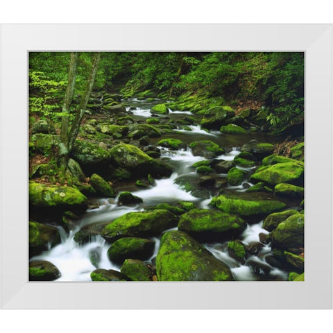 Tennessee, Stream in The Great Smoky Mts White Modern Wood Framed Art Print by Talbot Frank, Christopher