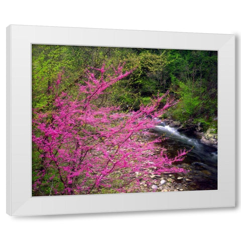 TN, Great Smoky Mountain Redbuds in the forest White Modern Wood Framed Art Print by Talbot Frank, Christopher
