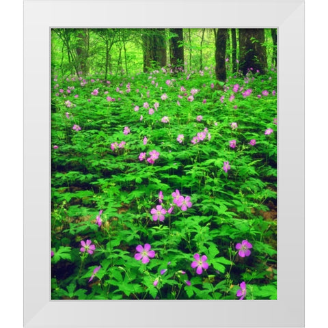 TN, Great Smoky Mts NP Flowers in the forest White Modern Wood Framed Art Print by Talbot Frank, Christopher