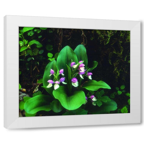 TN, Showy Orchis in Great Smoky Mountain NP White Modern Wood Framed Art Print by Talbot Frank, Christopher