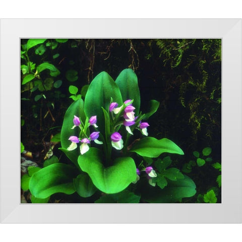 TN, Showy Orchis in Great Smoky Mountain NP White Modern Wood Framed Art Print by Talbot Frank, Christopher