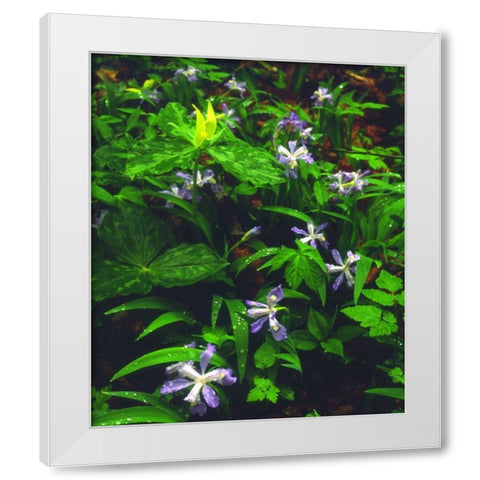 TN, Wildflowers in Great Smoky Mountain NP White Modern Wood Framed Art Print by Talbot Frank, Christopher