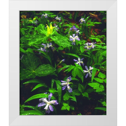 TN, Wildflowers in Great Smoky Mountain NP White Modern Wood Framed Art Print by Talbot Frank, Christopher