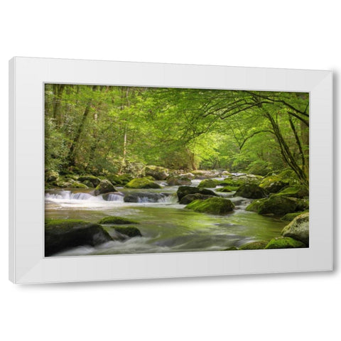 TN, Great Smoky Mts Cascading creek in spring White Modern Wood Framed Art Print by Flaherty, Dennis