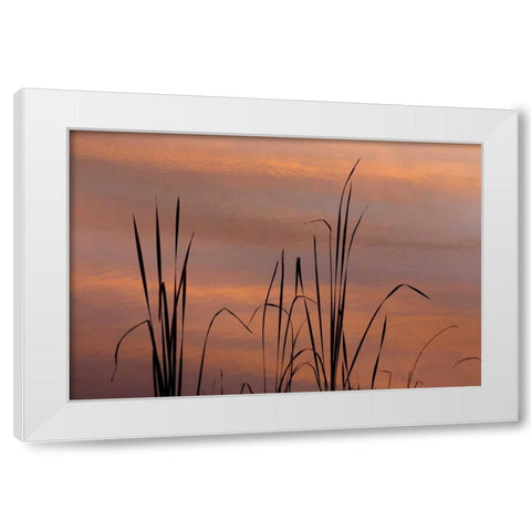 TN, Falls Creek Falls SP Sunrise on cattails White Modern Wood Framed Art Print by Paulson, Don