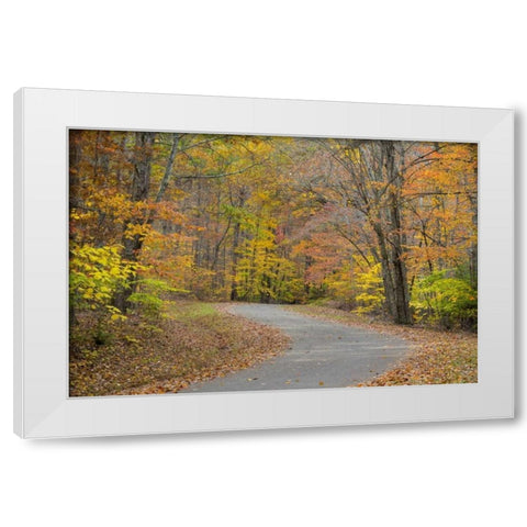TN, Falls Creek Falls SP Road through forest White Modern Wood Framed Art Print by Paulson, Don