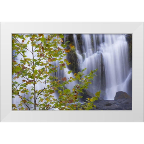 USA, Tennessee Maple tree and Bald Creek Falls White Modern Wood Framed Art Print by Paulson, Don