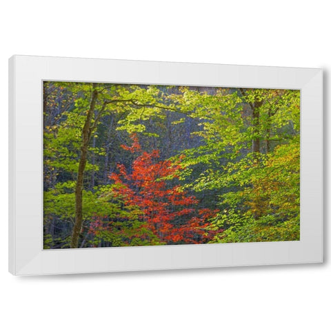Tennessee Autumn foliage in Cherokee NF White Modern Wood Framed Art Print by Paulson, Don