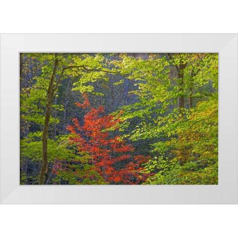 Tennessee Autumn foliage in Cherokee NF White Modern Wood Framed Art Print by Paulson, Don