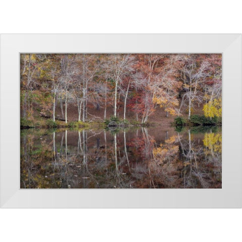TN, Cumberland Mountain SP Byrd Lake, Tennessee White Modern Wood Framed Art Print by Paulson, Don