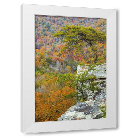 TN, Fall Creek Falls SP Buzzards Roost White Modern Wood Framed Art Print by Paulson, Don