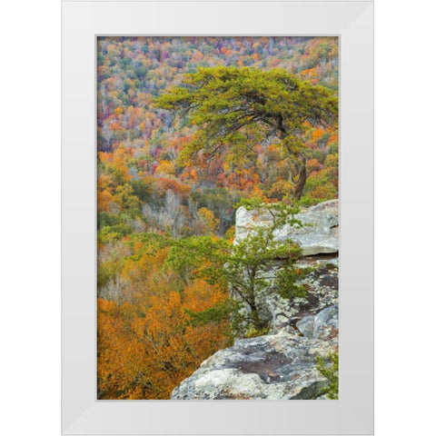 TN, Fall Creek Falls SP Buzzards Roost White Modern Wood Framed Art Print by Paulson, Don