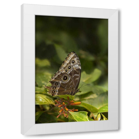 Tennessee, Chattanooga Giant owl butterfly White Modern Wood Framed Art Print by Grall, Don