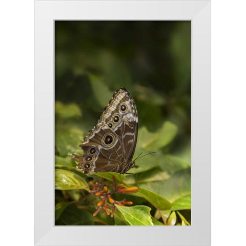 Tennessee, Chattanooga Giant owl butterfly White Modern Wood Framed Art Print by Grall, Don