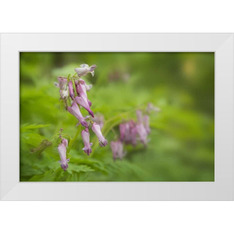 TN, Great Smoky Mts Bleeding heart in Cades Cove White Modern Wood Framed Art Print by Grall, Don