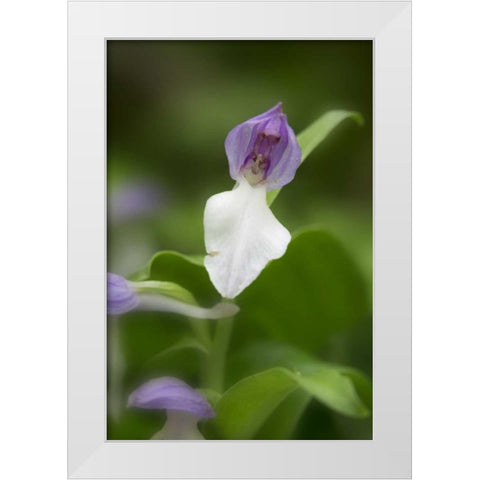 Tennessee, Great Smoky Mts Showy orchis orchid White Modern Wood Framed Art Print by Grall, Don