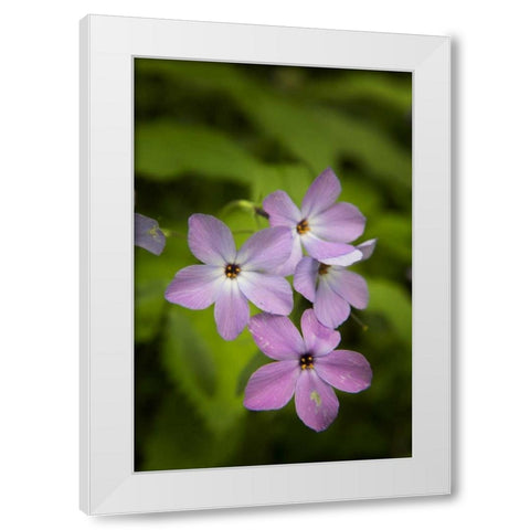 Tennessee, Great Smoky Mts Blue phlox flower White Modern Wood Framed Art Print by Grall, Don