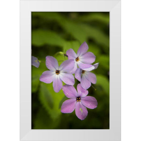 Tennessee, Great Smoky Mts Blue phlox flower White Modern Wood Framed Art Print by Grall, Don