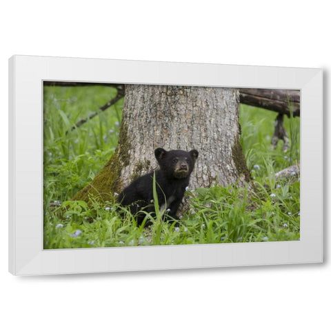 TN, Great Smoky Mts Black bear cub next to tree White Modern Wood Framed Art Print by Grall, Don