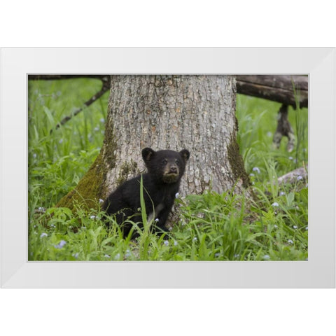 TN, Great Smoky Mts Black bear cub next to tree White Modern Wood Framed Art Print by Grall, Don