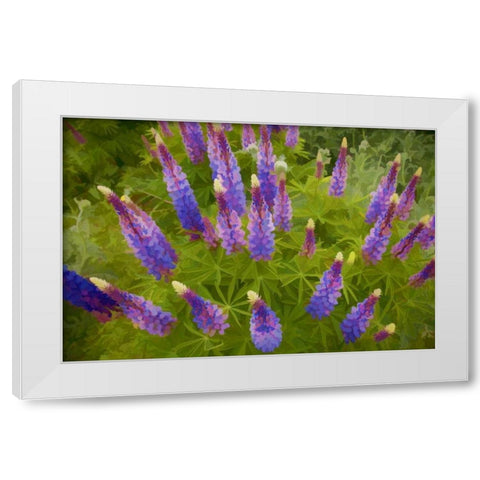 Tennessee Painterly effect on lupine flowers White Modern Wood Framed Art Print by Zuckerman, Jim