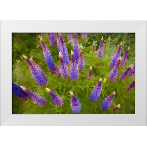 Tennessee Painterly effect on lupine flowers White Modern Wood Framed Art Print by Zuckerman, Jim