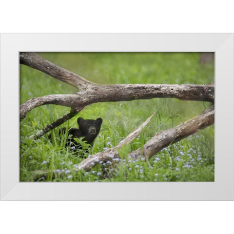 Tennessee, Great Smoky Mts Black bear cub White Modern Wood Framed Art Print by Grall, Don