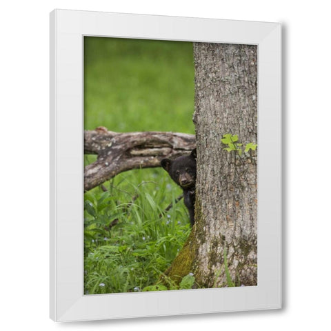 Tennessee, Great Smoky Mts Black bear cub White Modern Wood Framed Art Print by Grall, Don