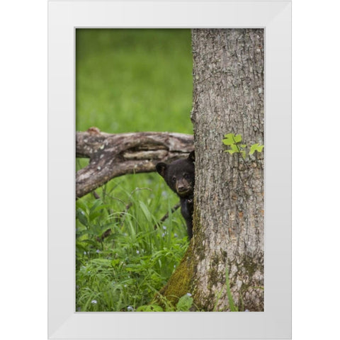 Tennessee, Great Smoky Mts Black bear cub White Modern Wood Framed Art Print by Grall, Don