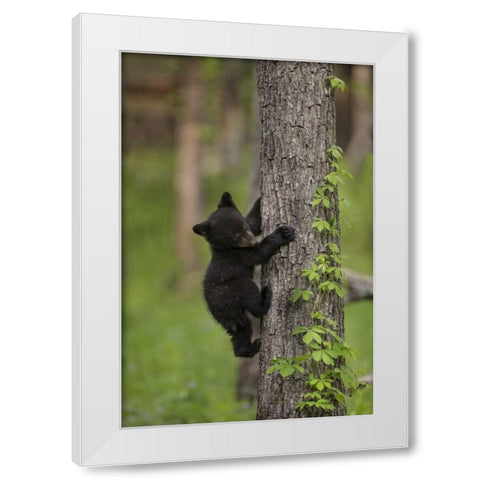 USA, Tennessee Black bear cub climbing tree White Modern Wood Framed Art Print by Grall, Don