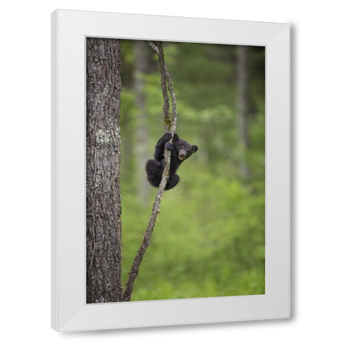 Tennessee Black bear cub playing on tree limb White Modern Wood Framed Art Print by Grall, Don
