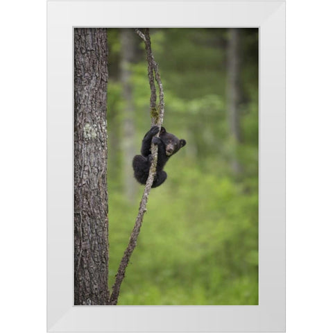 Tennessee Black bear cub playing on tree limb White Modern Wood Framed Art Print by Grall, Don