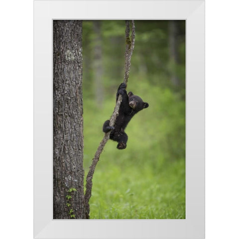 Tennessee Black bear cub playing on tree limb White Modern Wood Framed Art Print by Grall, Don