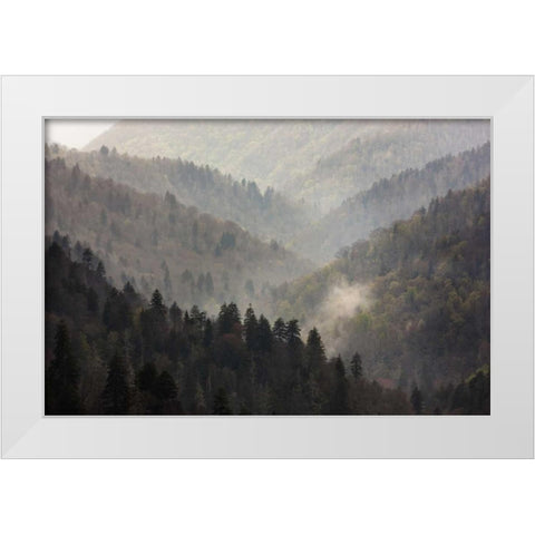 TN, Great Smoky Mts Mist rises in a valley White Modern Wood Framed Art Print by Grall, Don
